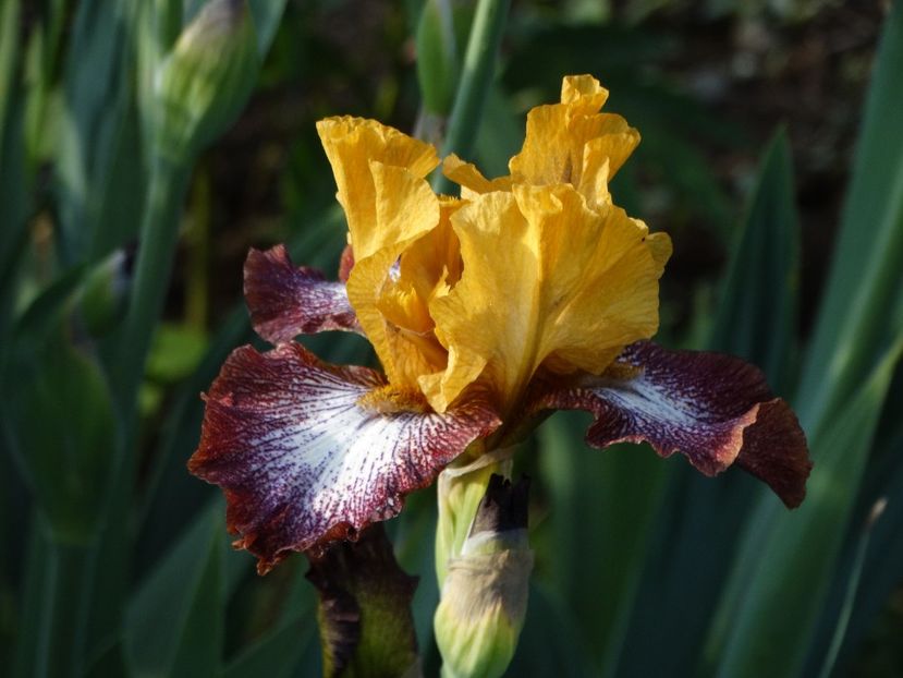  - Irisi 2015-2016-2017-2018