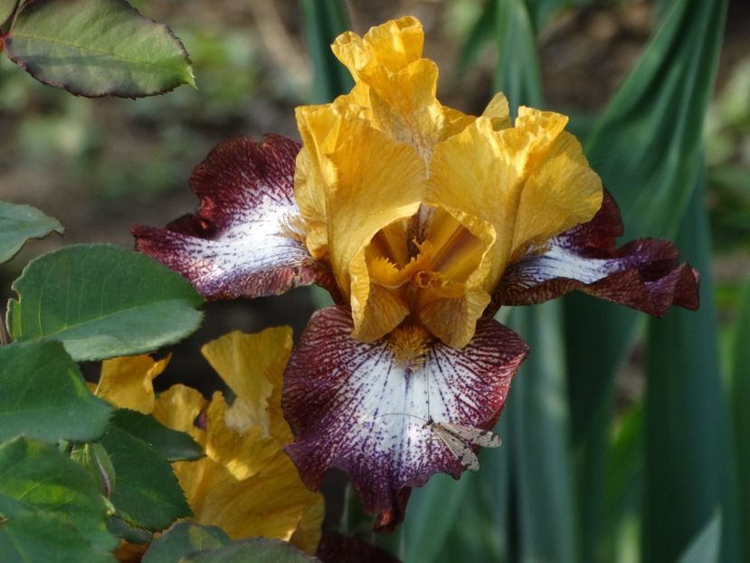  - Irisi 2015-2016-2017-2018