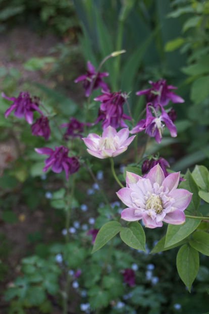 Anul asta e mai colorata - Innocent Blush 2