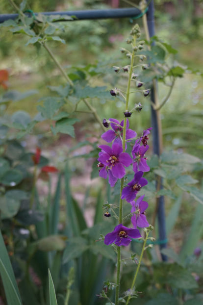 Verbascum - Mai 2018
