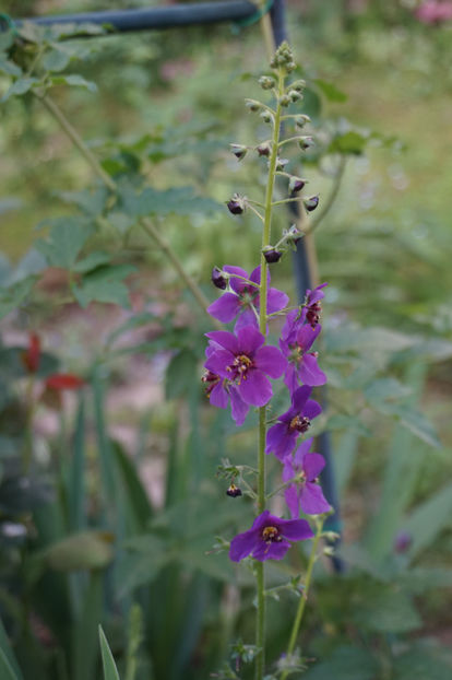 Multumesc, Aurelia! - Mai 2018