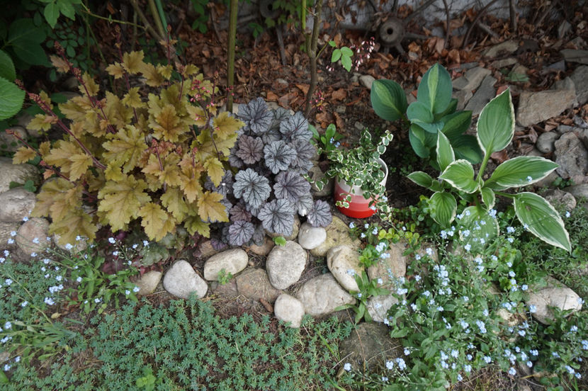  - Hosta 2018- 2022
