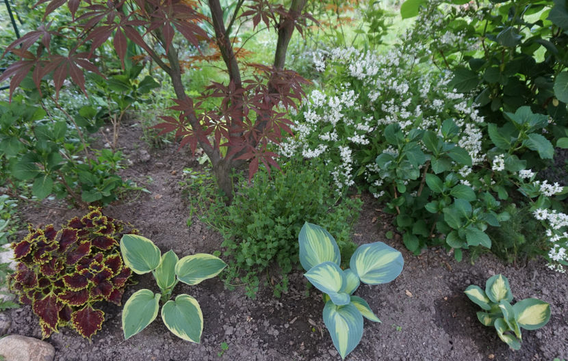  - Hosta 2018- 2022