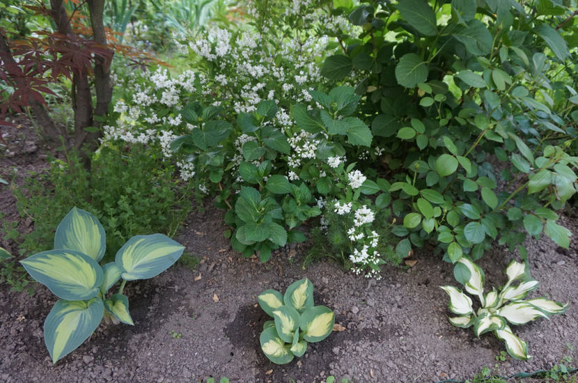  - Hosta 2018- 2022