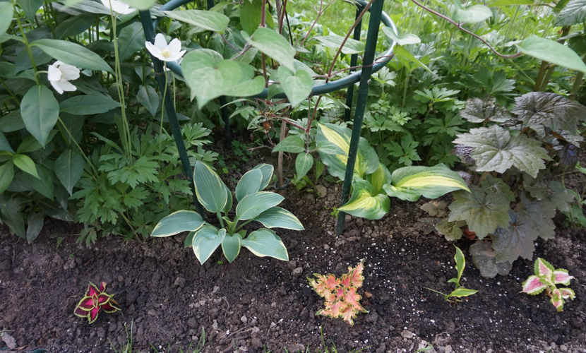  - Hosta 2018- 2022