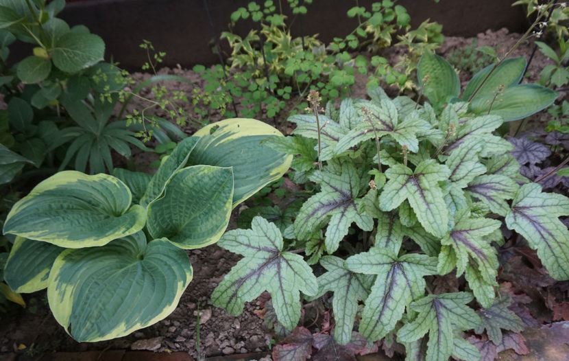  - Hosta 2018- 2022