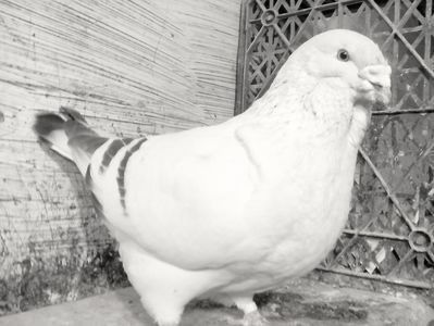 110726218_XFBEWMP3 - - A - CRESCATOR POLIVALENT