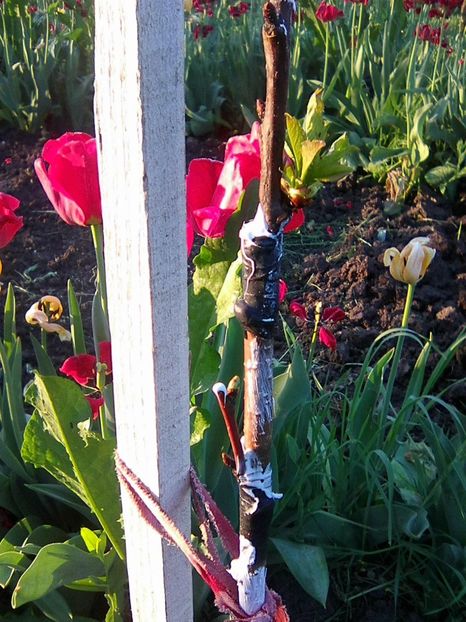 Photo0400 - 2018