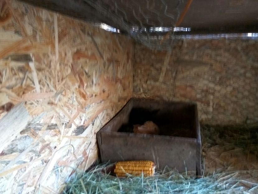 20 de zile - 01 Cuib 12 04 2018