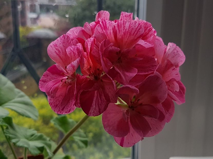  - Florile mele din Anglia