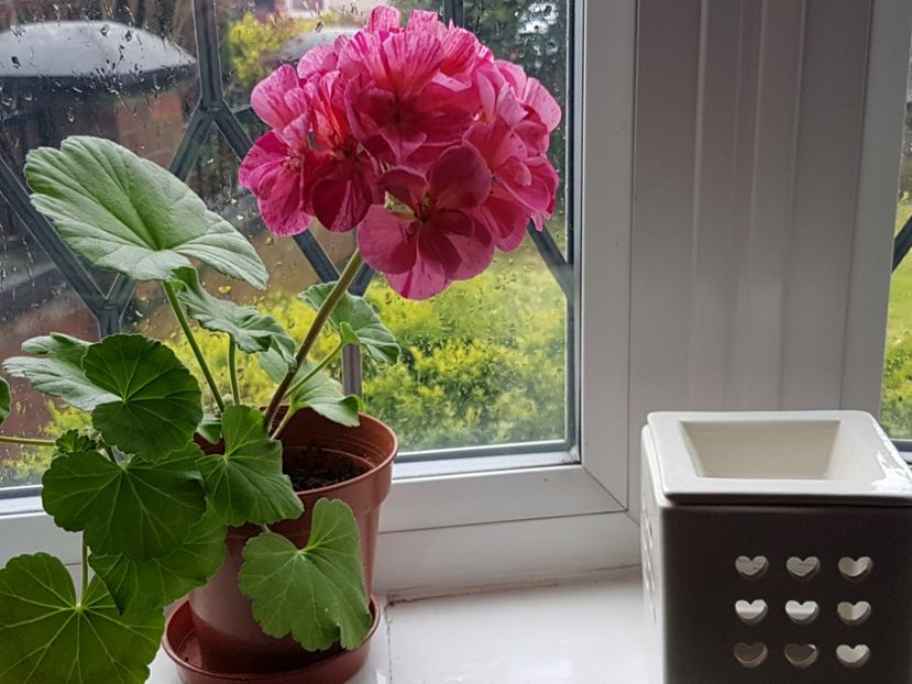  - Florile mele din Anglia