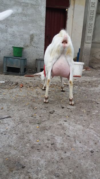  - Capre saanen si ieduti 2018