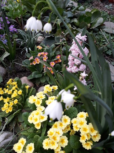  - Flori de gradina-2018 Primavara