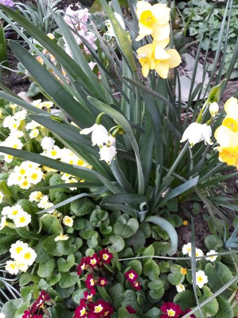  - Flori de gradina-2018 Primavara