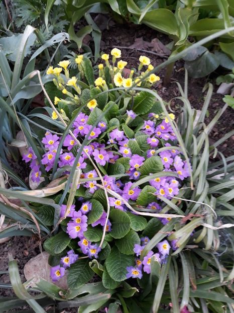  - Flori de gradina-2018 Primavara