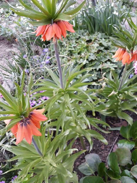  - Flori de gradina-2018 Primavara