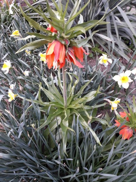  - Flori de gradina-2018 Primavara