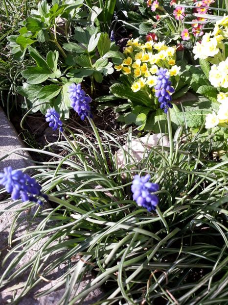  - Flori de gradina-2018 Primavara