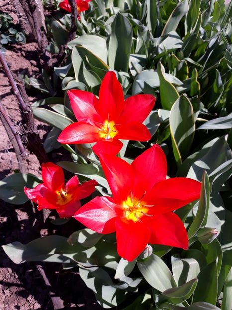  - Flori de gradina-2018 Primavara