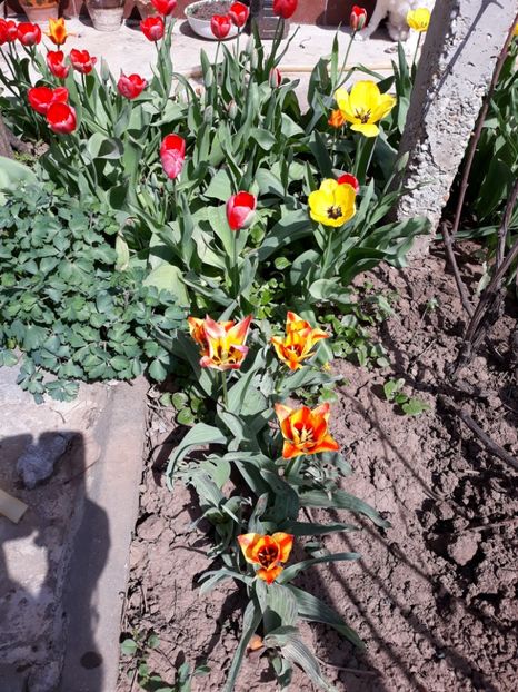  - Flori de gradina-2018 Primavara