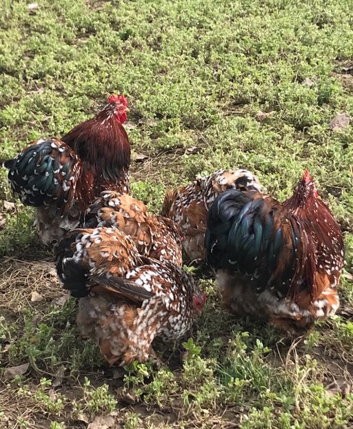 86B0E89E-CE09-4D7B-970C-0D97F77191CE - Cochinchina pitic portelan 2018