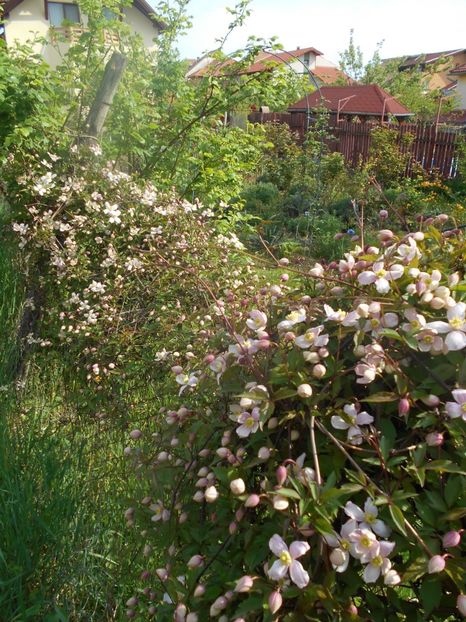  - Clematita Montana Rubens 2018