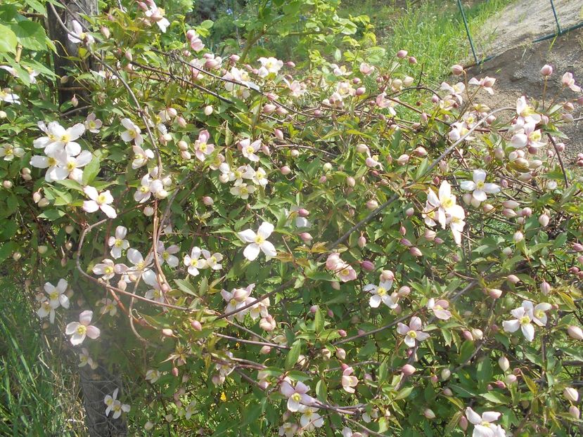  - Clematita Montana Rubens 2018