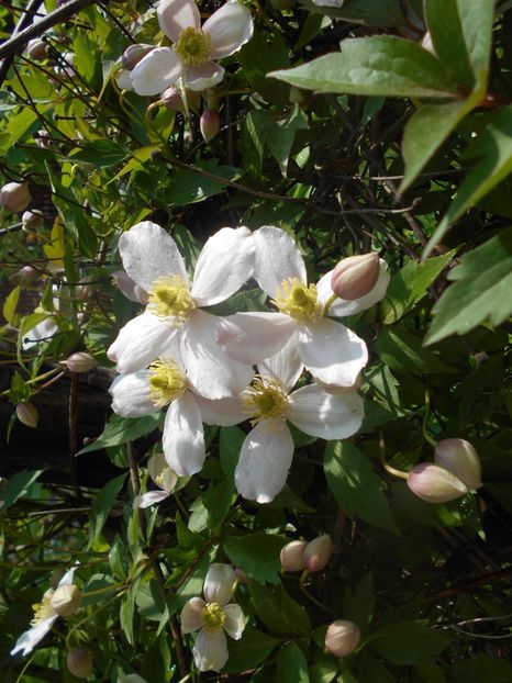  - Clematita Montana Rubens 2018