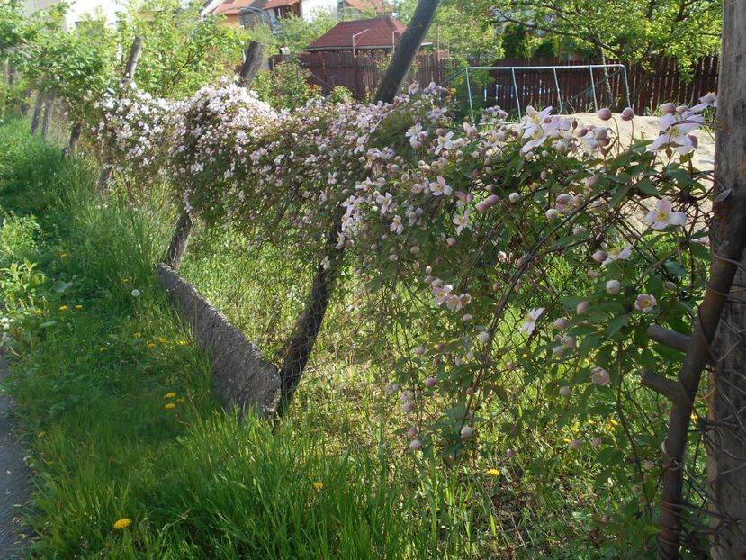  - Clematita Montana Rubens 2018