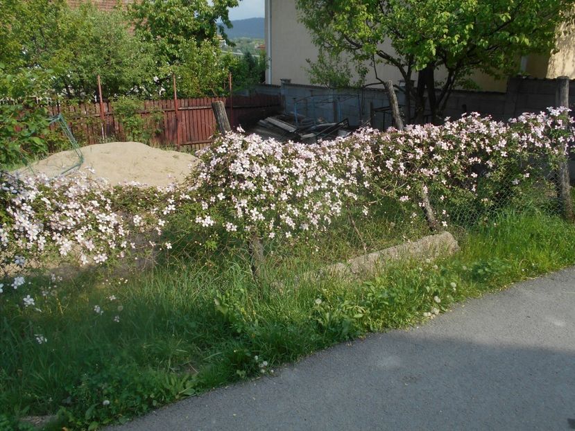  - Clematita Montana Rubens 2018