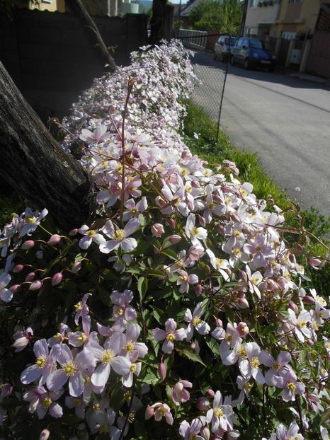  - Clematita Montana Rubens 2018