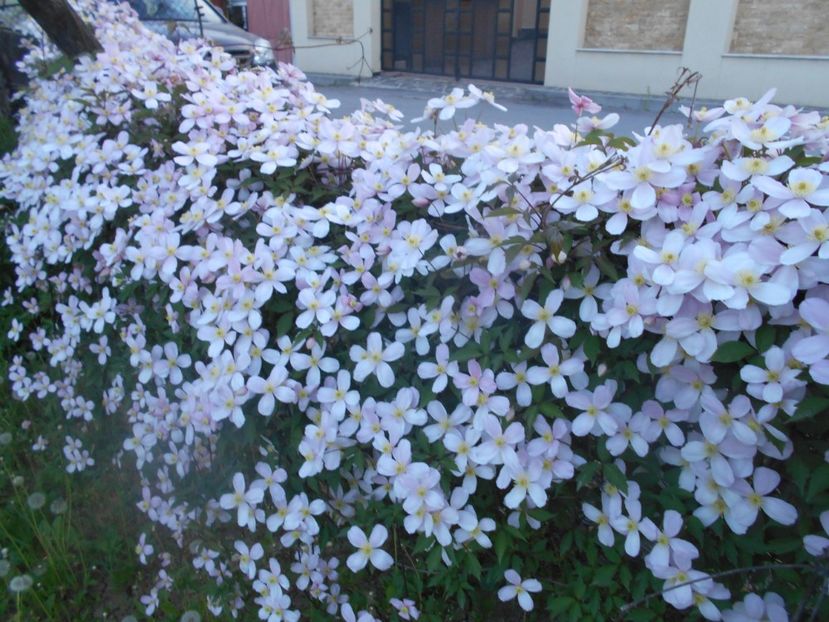  - Clematita Montana Rubens 2018
