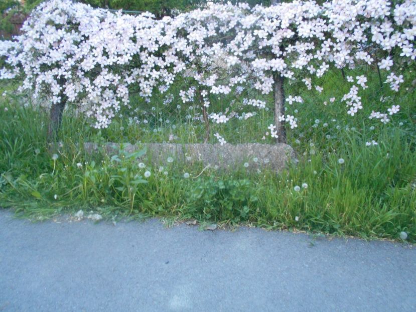  - Clematita Montana Rubens 2018