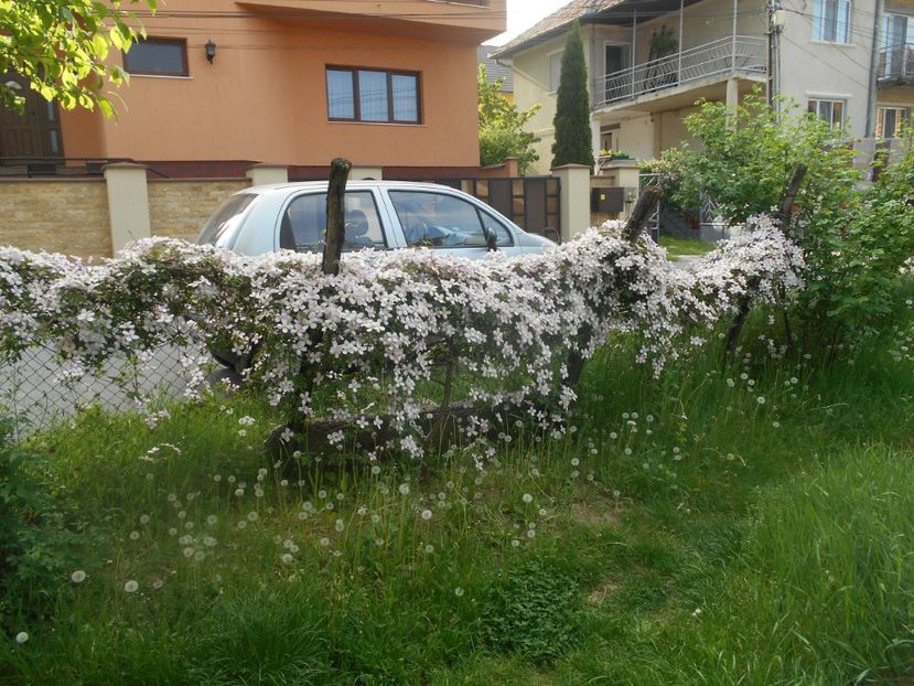  - Clematita Montana Rubens 2018