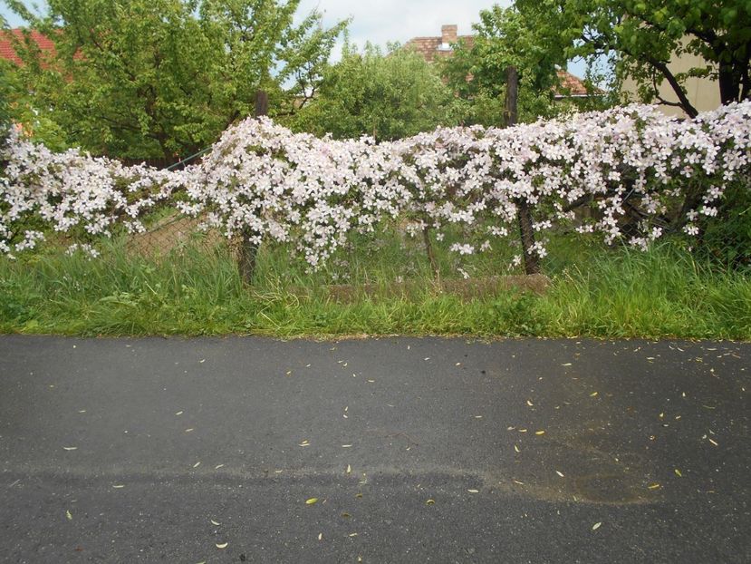  - Clematita Montana Rubens 2018