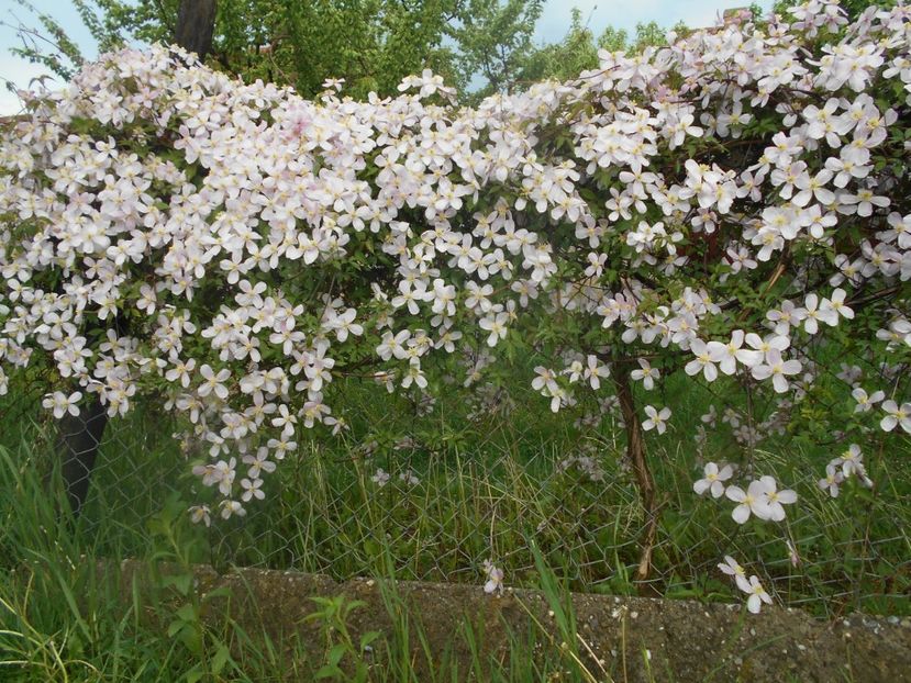  - Clematita Montana Rubens 2018