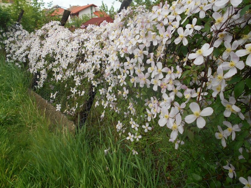  - Clematita Montana Rubens 2018
