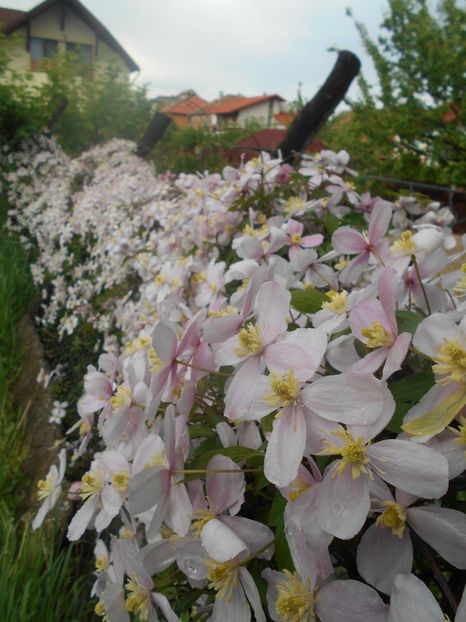  - Clematita Montana Rubens 2018