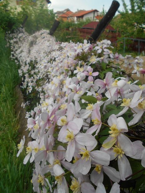  - Clematita Montana Rubens 2018