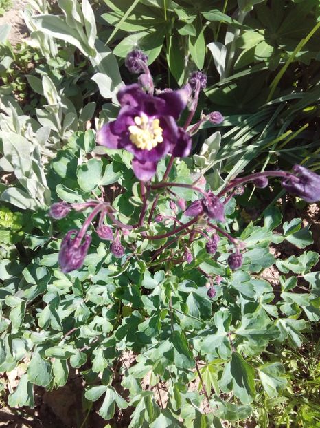  - AAAAA_PRIMAVARA_VARA 2018