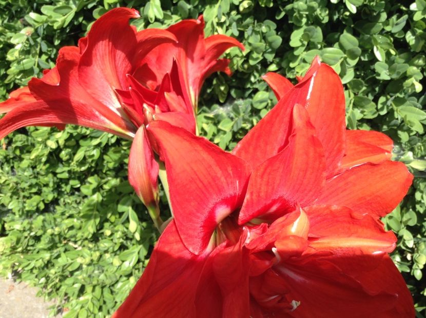 image - Amaryllis