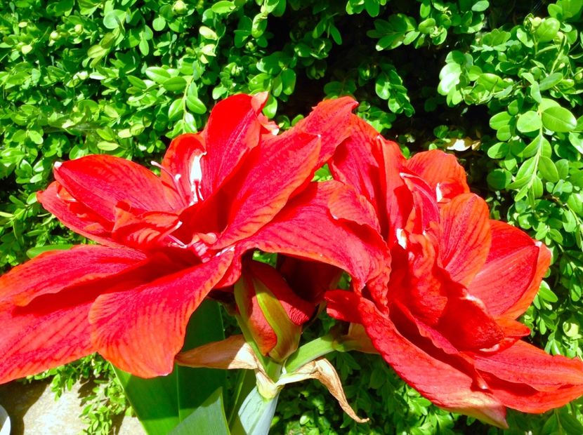Cherry Nymph - Amaryllis