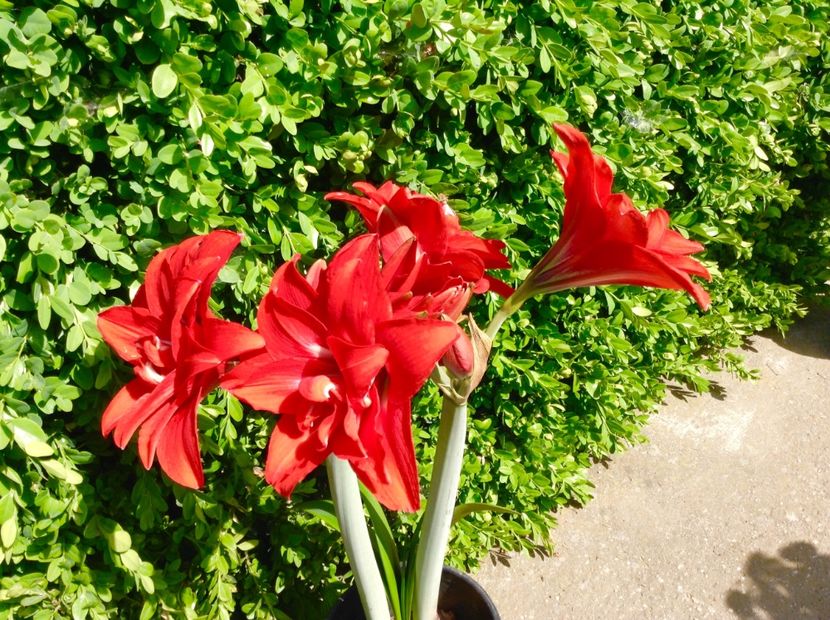 Double Delicious - Amaryllis