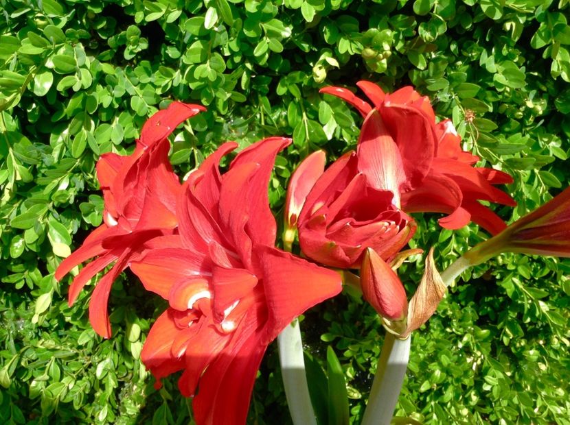 Double Delicious - Amaryllis