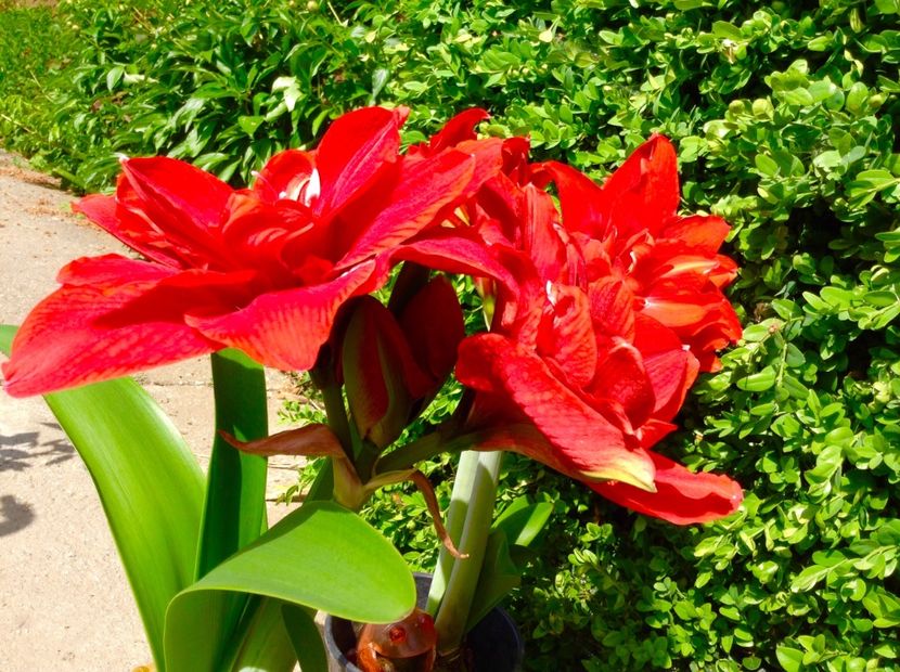 image - Amaryllis