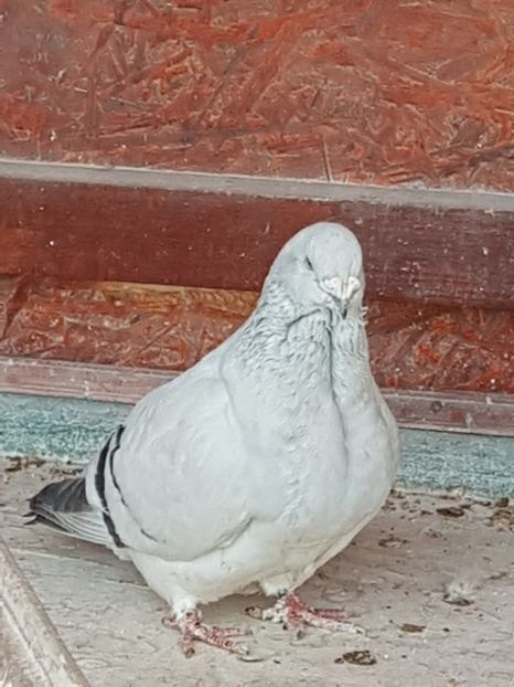 F-2014-515 - 0-VRdF-2018