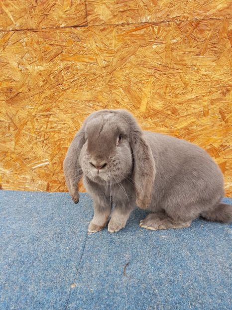  - Femele mature de vanzare 02 05 2018