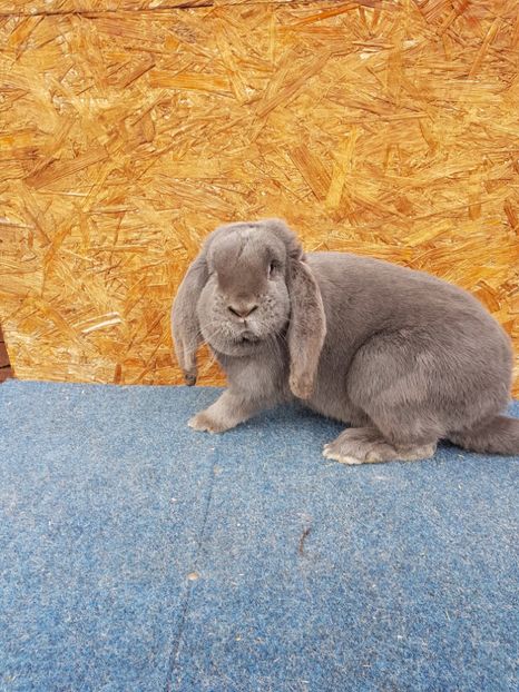  - Femele mature de vanzare 02 05 2018