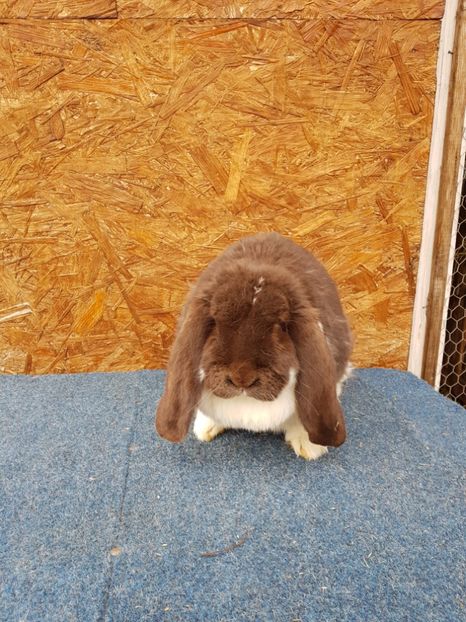  - Femele mature de vanzare 02 05 2018