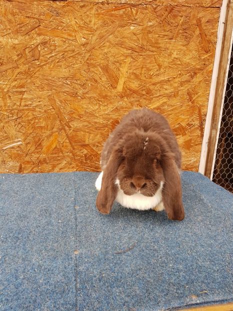  - Femele mature de vanzare 02 05 2018